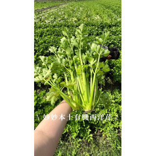 本土有機西洋芹（18公斤）