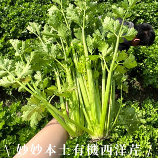 本土有機西洋芹（18公斤）