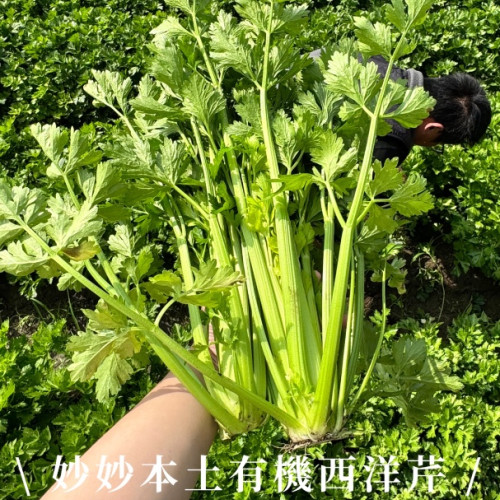 本土有機西洋芹（18公斤）