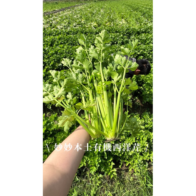 本土有機西洋芹（18公斤）